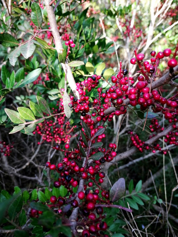Red Berries