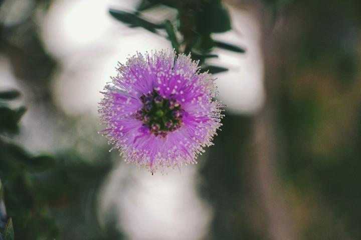 Flower