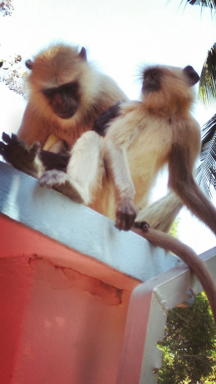 Monkey