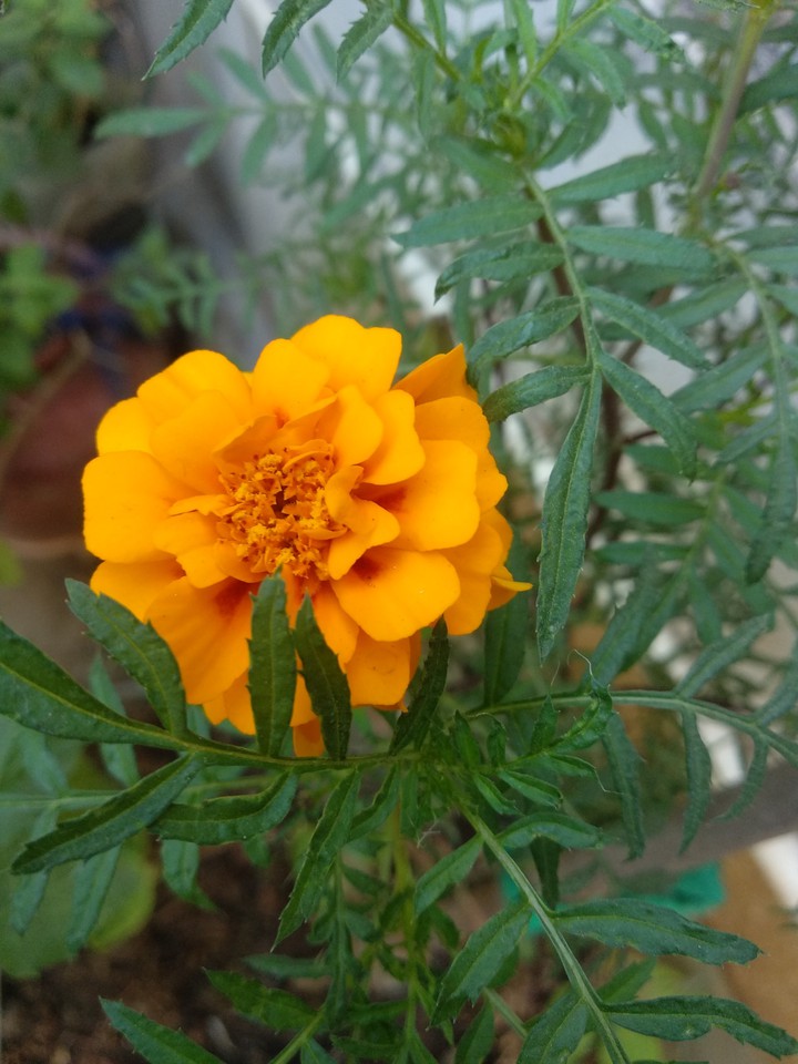 marigold flower