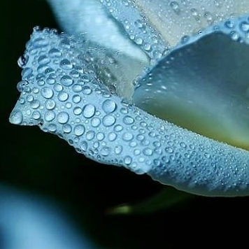White Rose