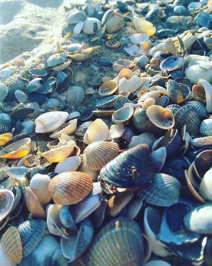 shell