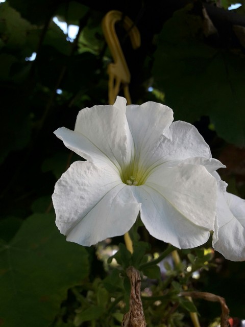 White flower