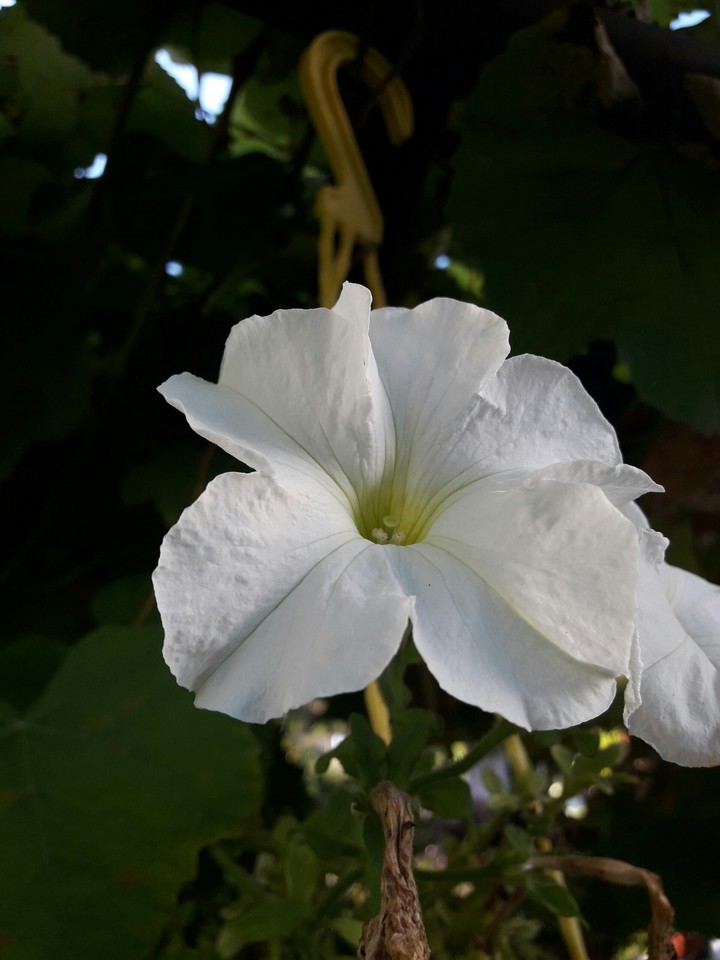 White flower