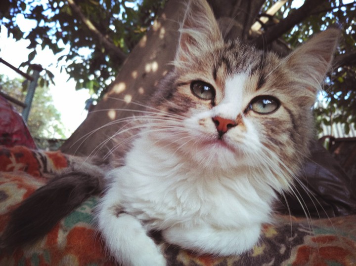 Кошка