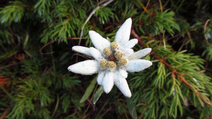Beautiful Edelweiss