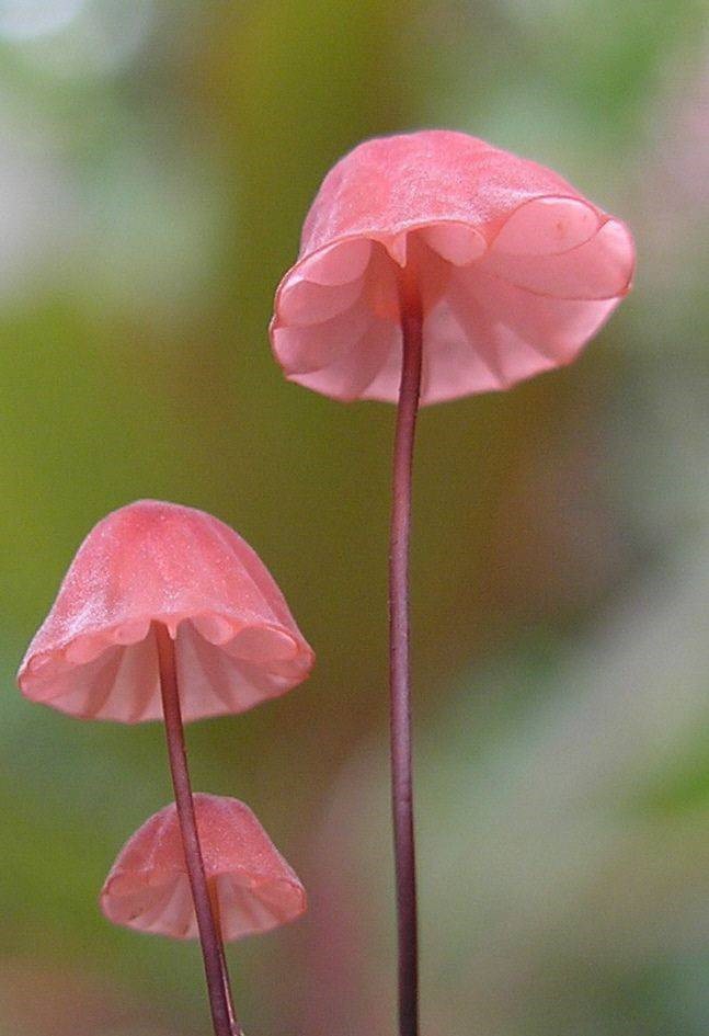 蕈菇