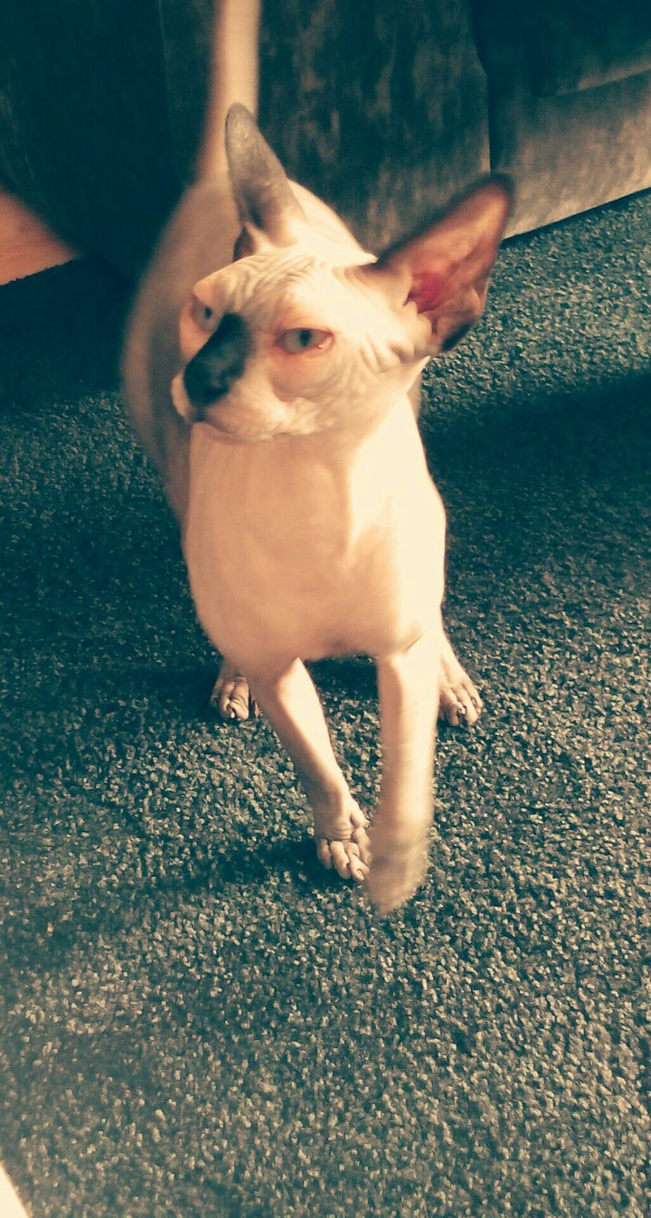 kat