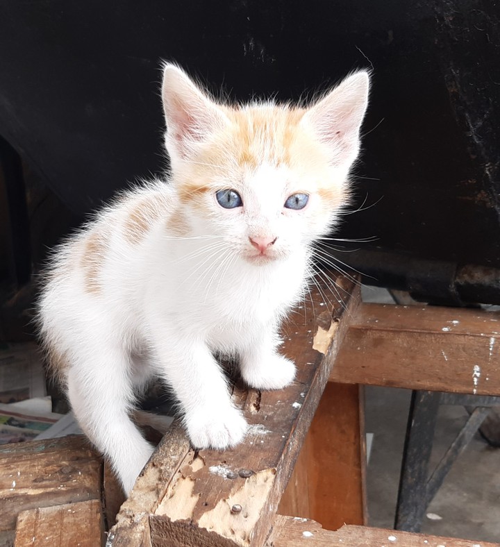 Hermanita de Gringuita