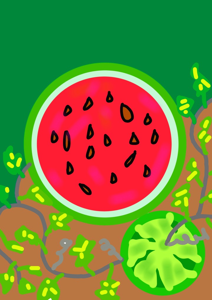 WATER MELON