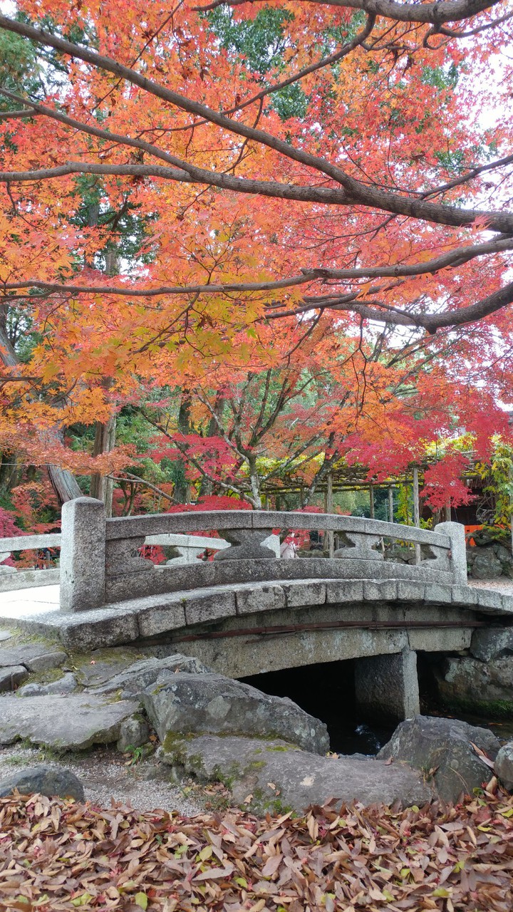 橋の上の紅葉 Autumn leaves on the bridge