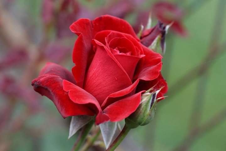 rose