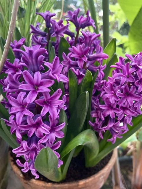 sfondi pink, hyacinth