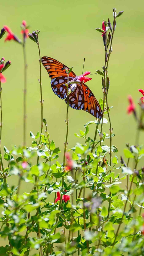 invertebrate, butterfly壁紙