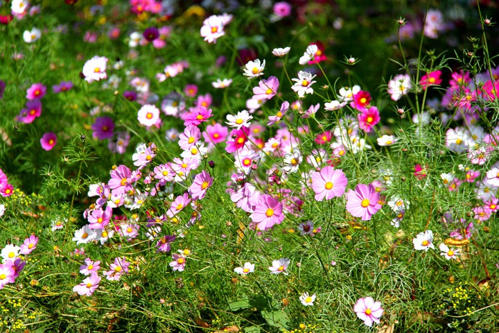 flower