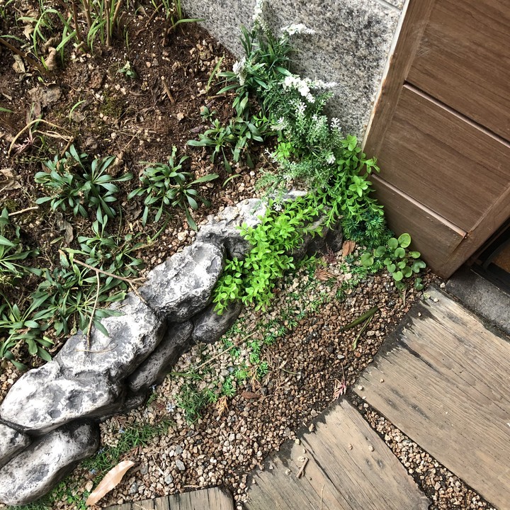 plants