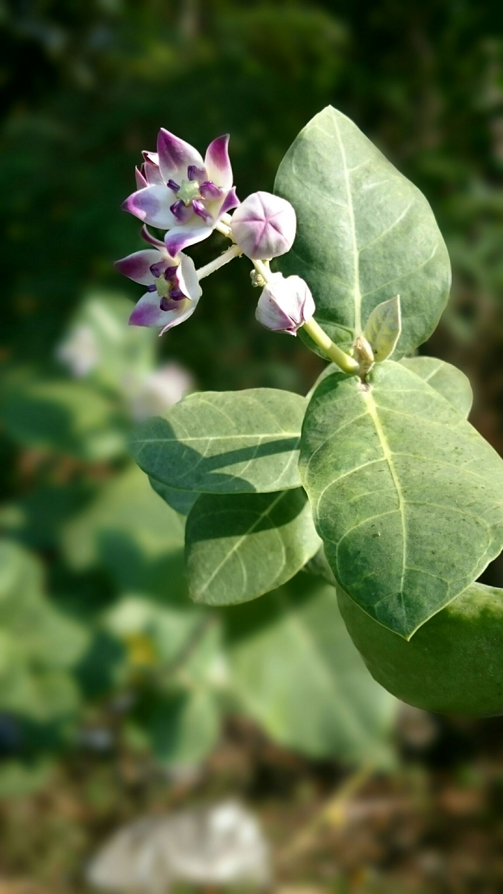 flower 
