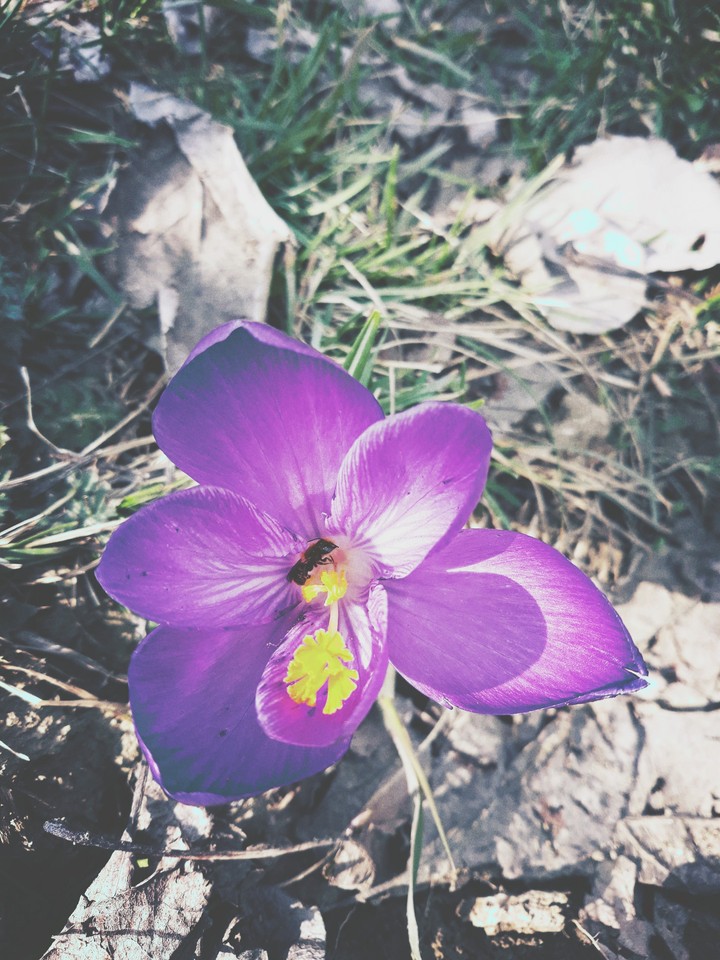 purple crocus