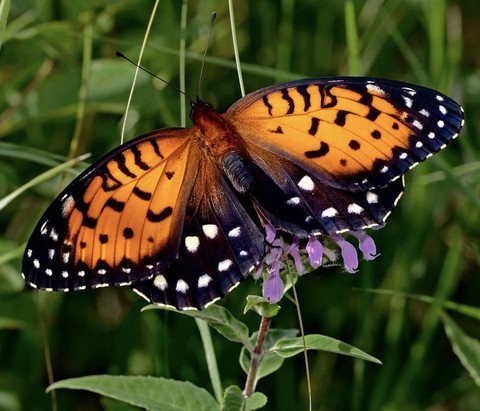 sfondi pollinator, Close-up