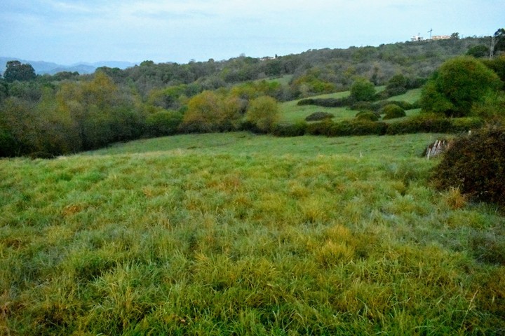 green gras