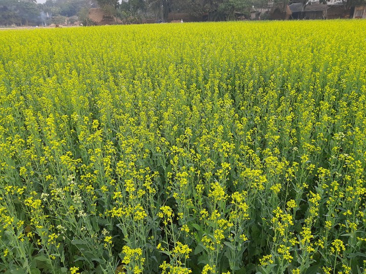 muster flowers