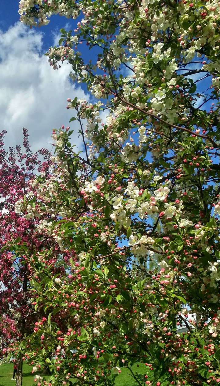 blossom
