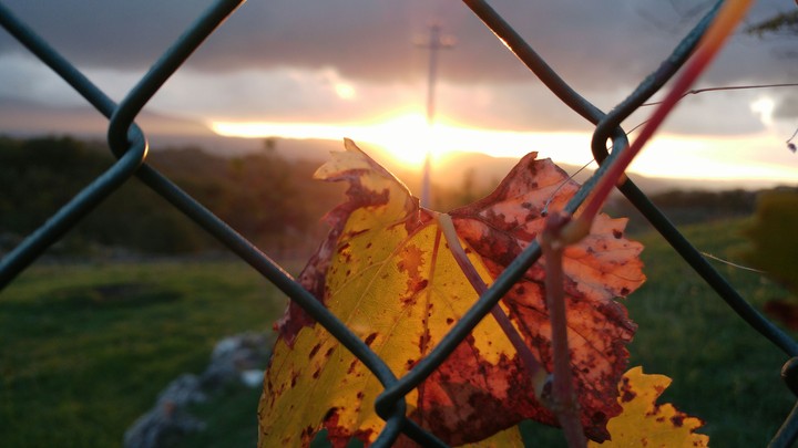 leaf sunset