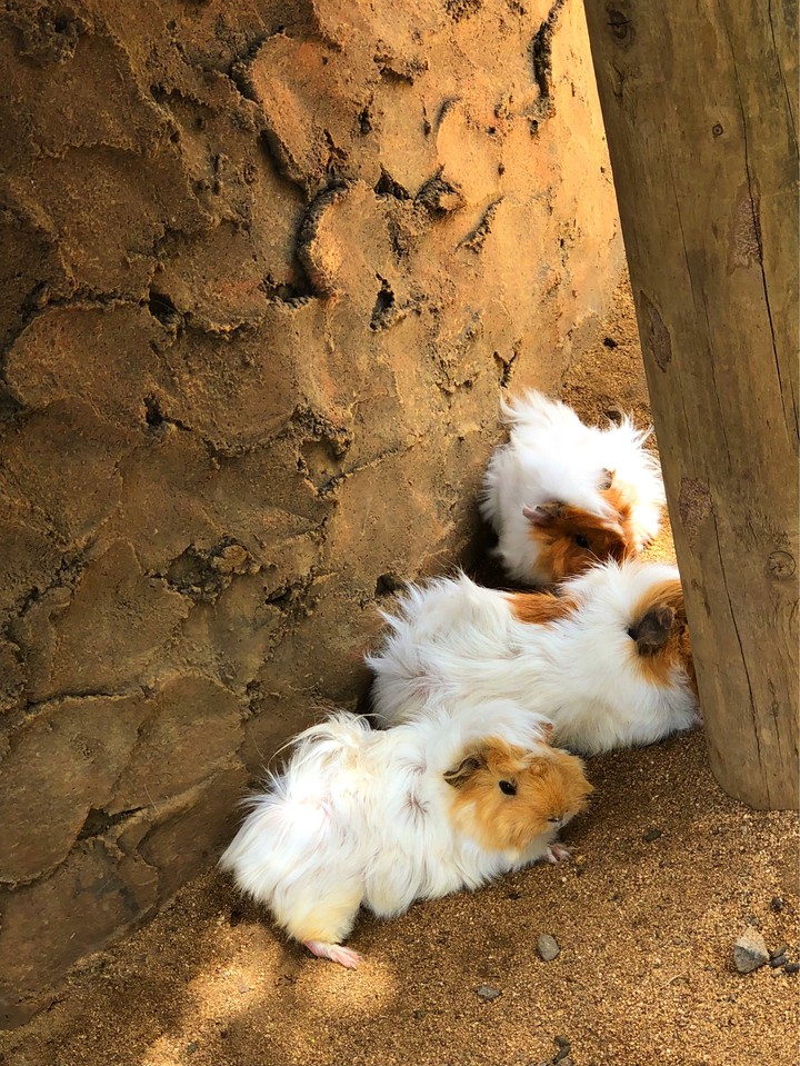 Guinea