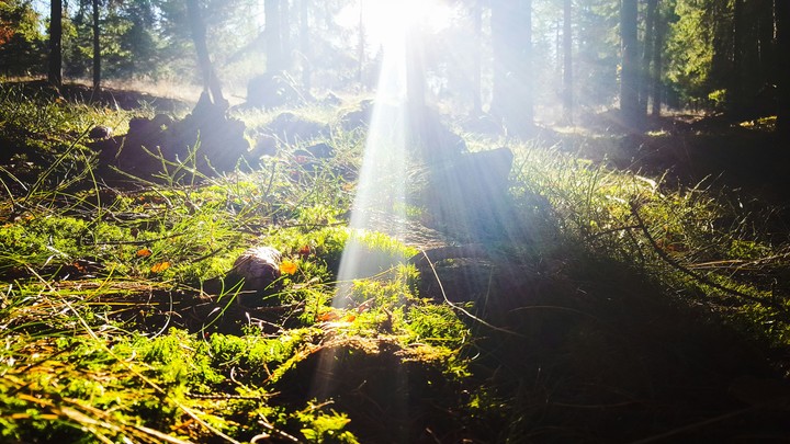 forest
