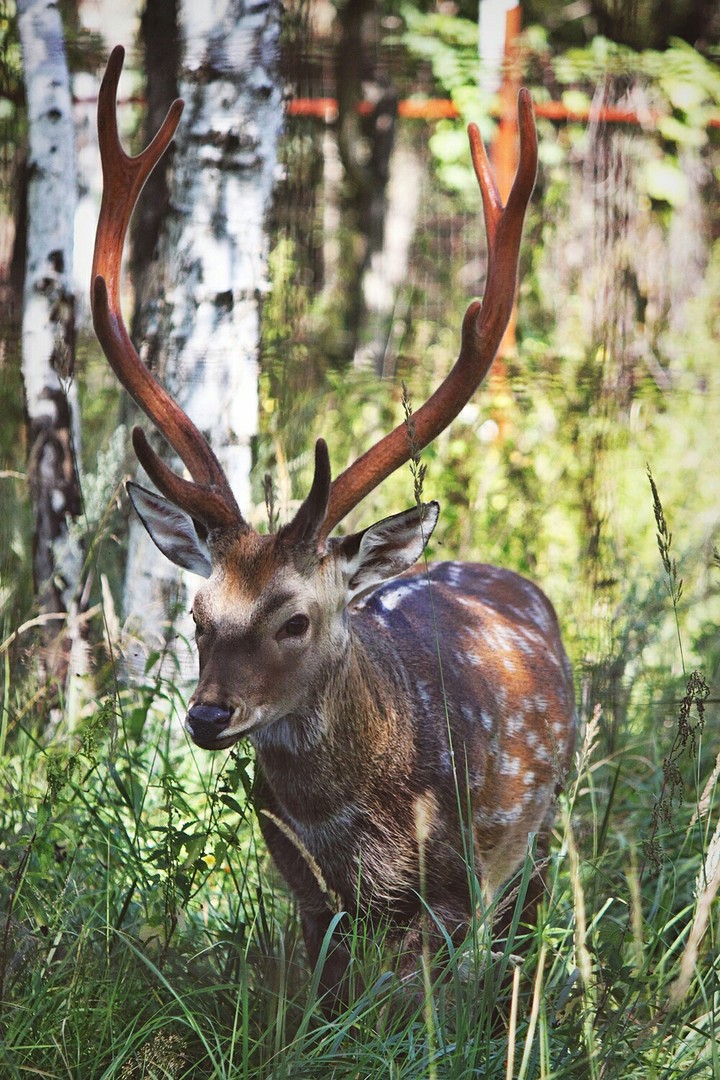 deer