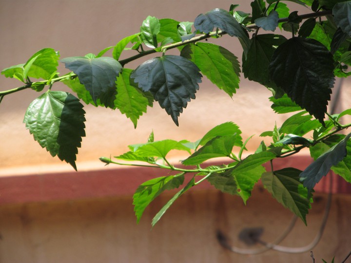 green leaves