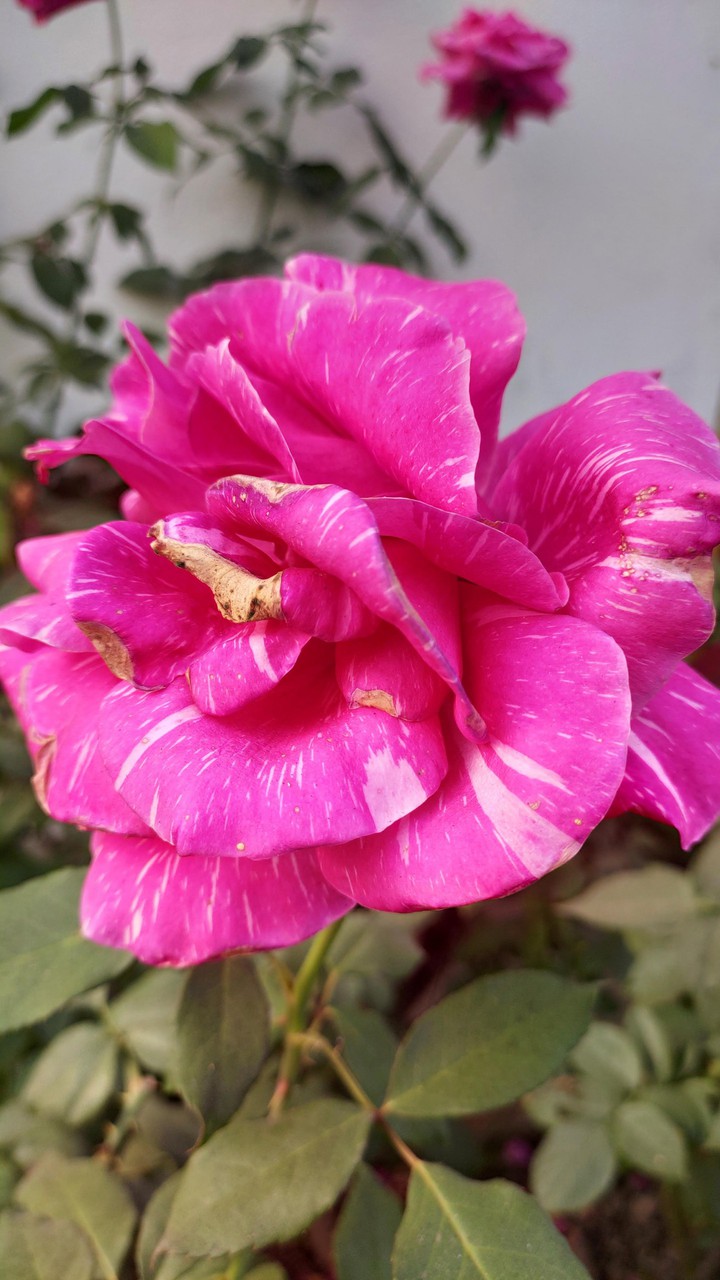 Rose Flower