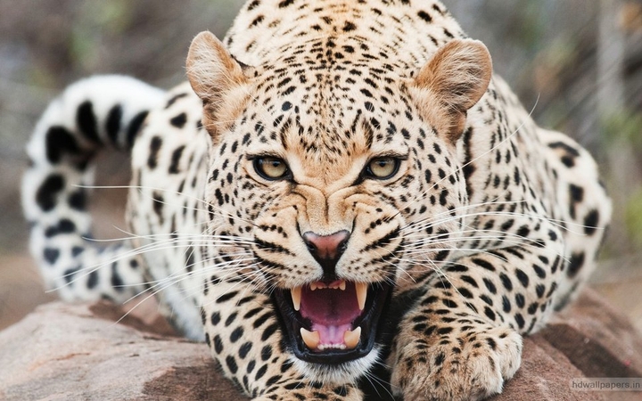 gepard