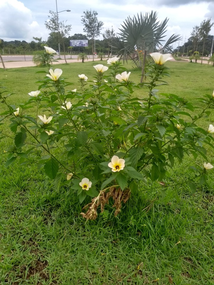 flores da praça.??