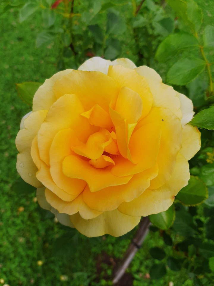 yellow rose