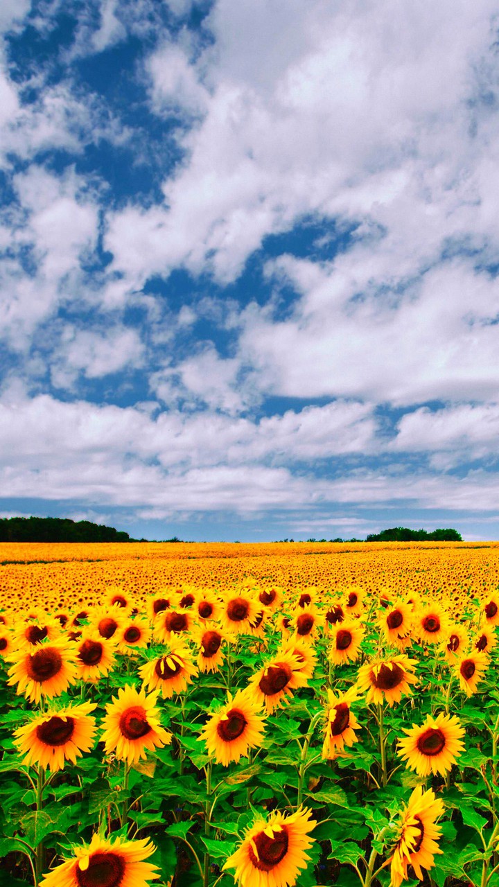 Sunflowers ?