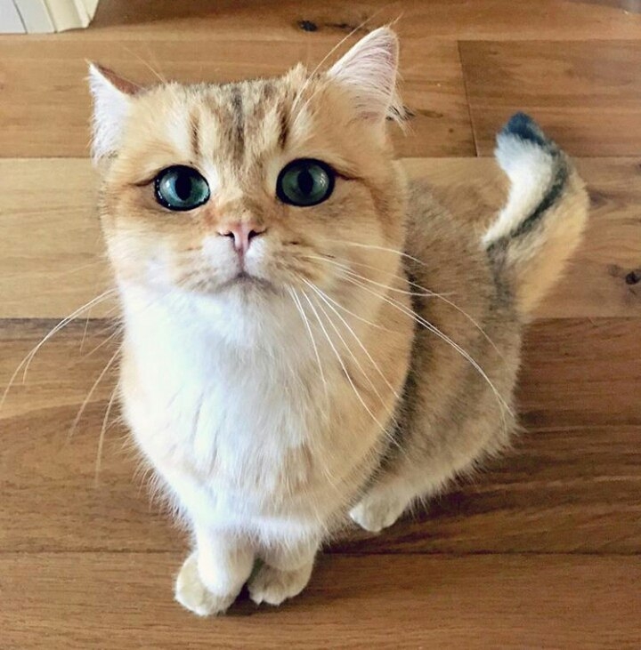 Котик)
