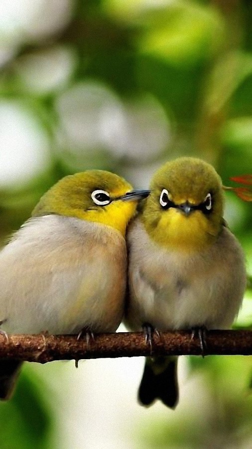 Birds