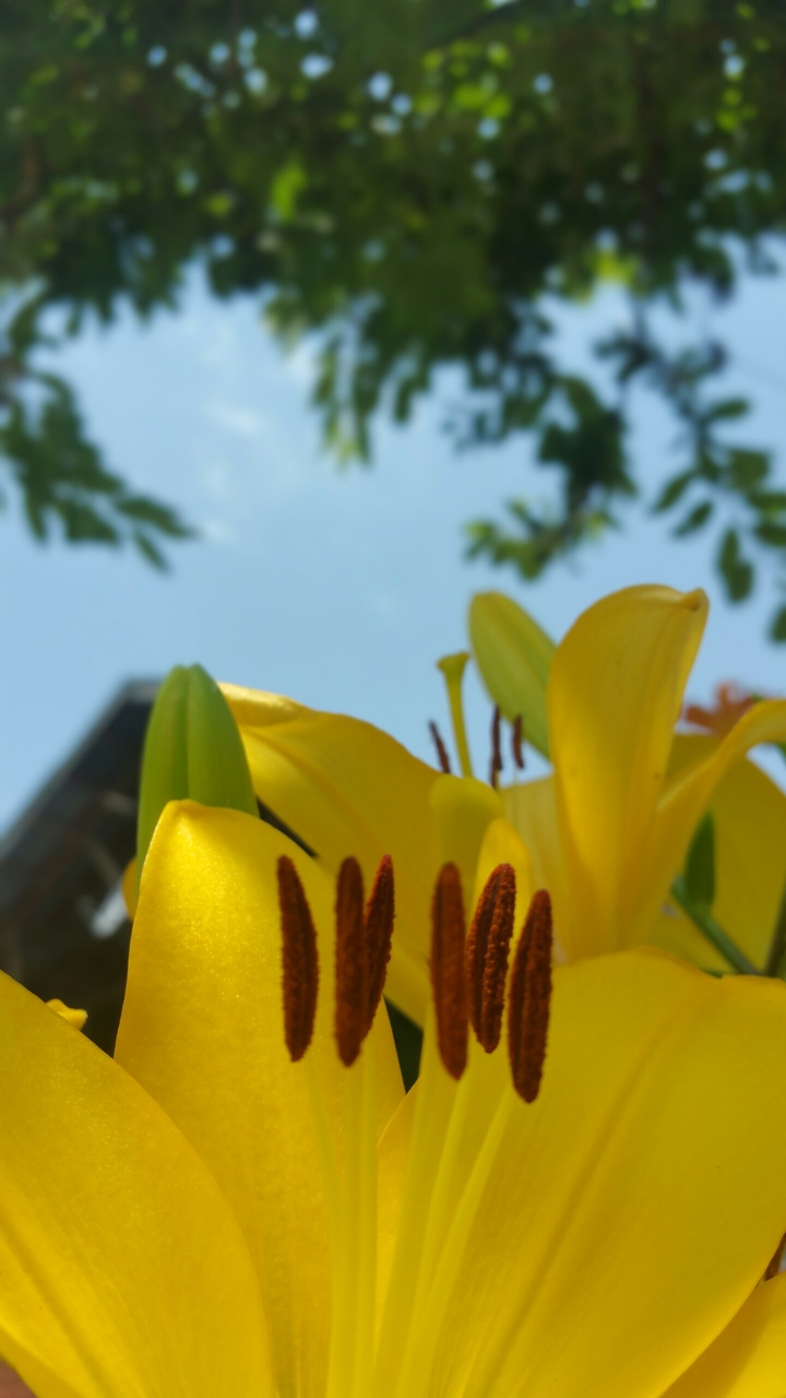 flower
