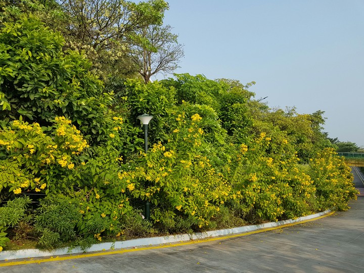 yellow