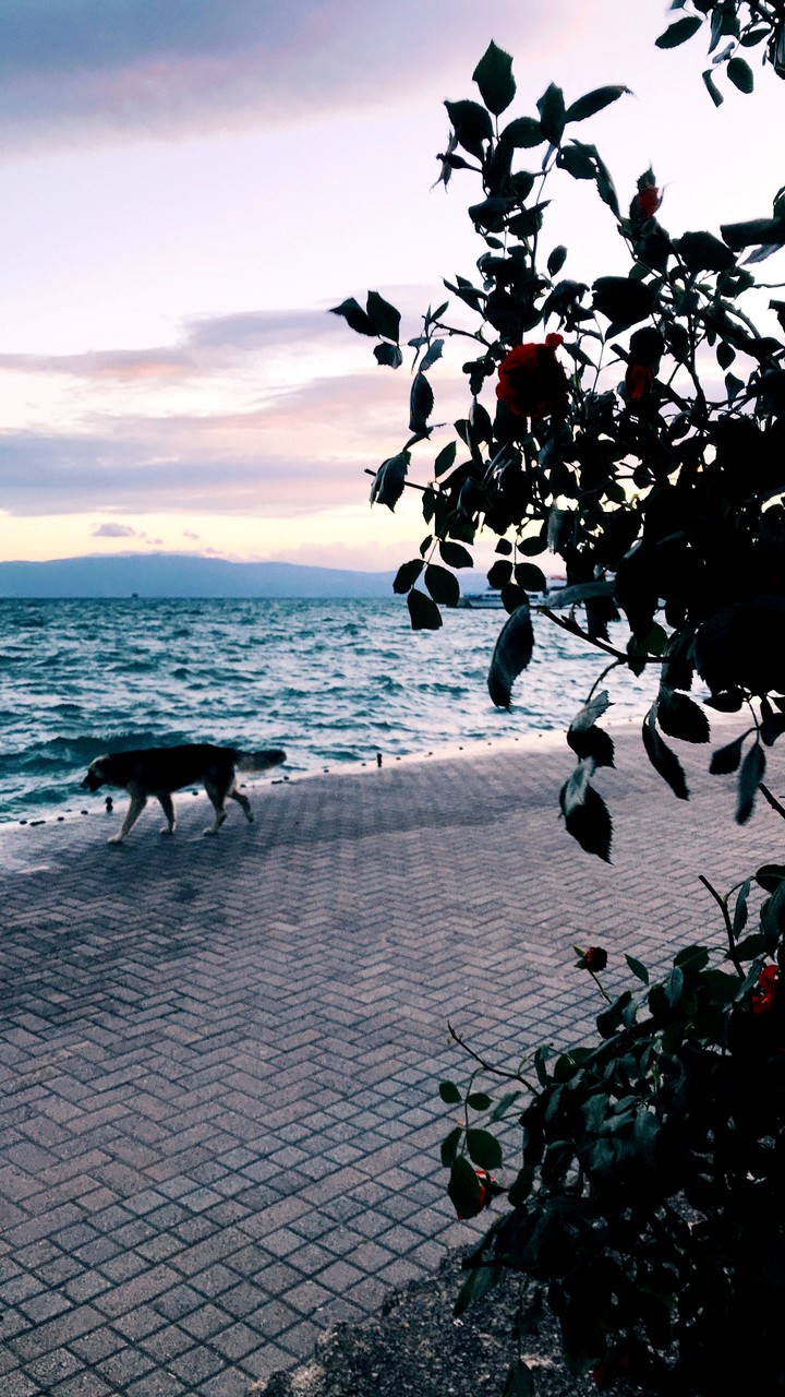 Lonely Dog Is Walking