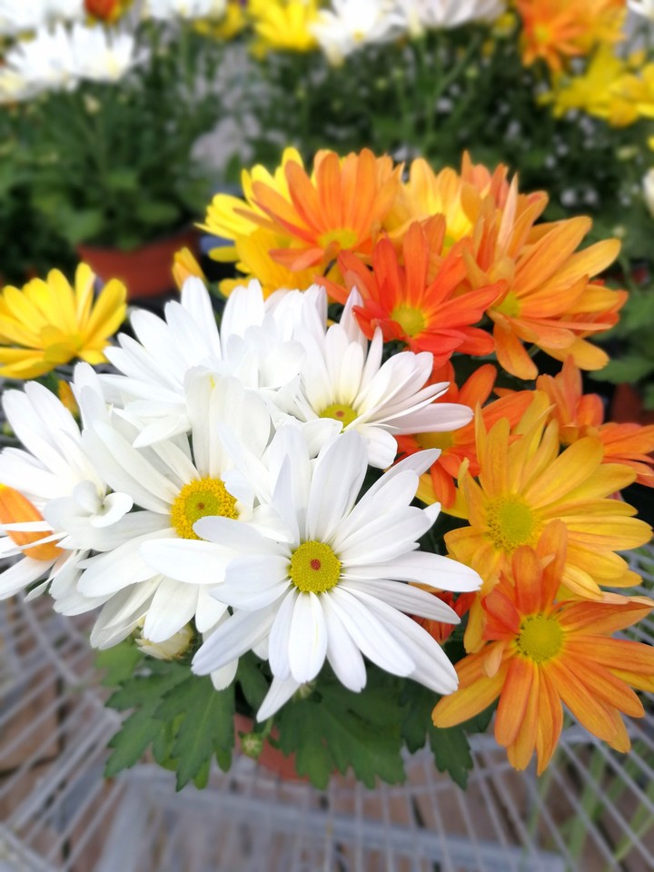 chrysantemen