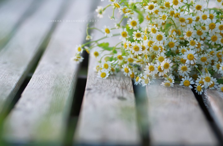 #Flowers