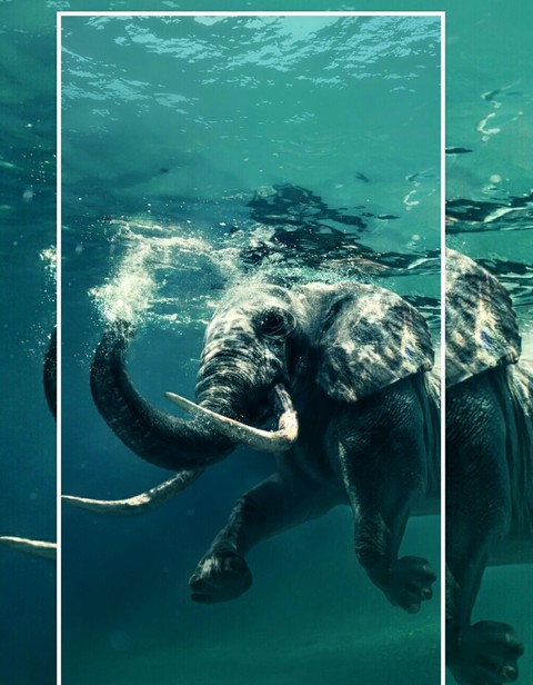 Elefante