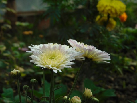 morning flower
