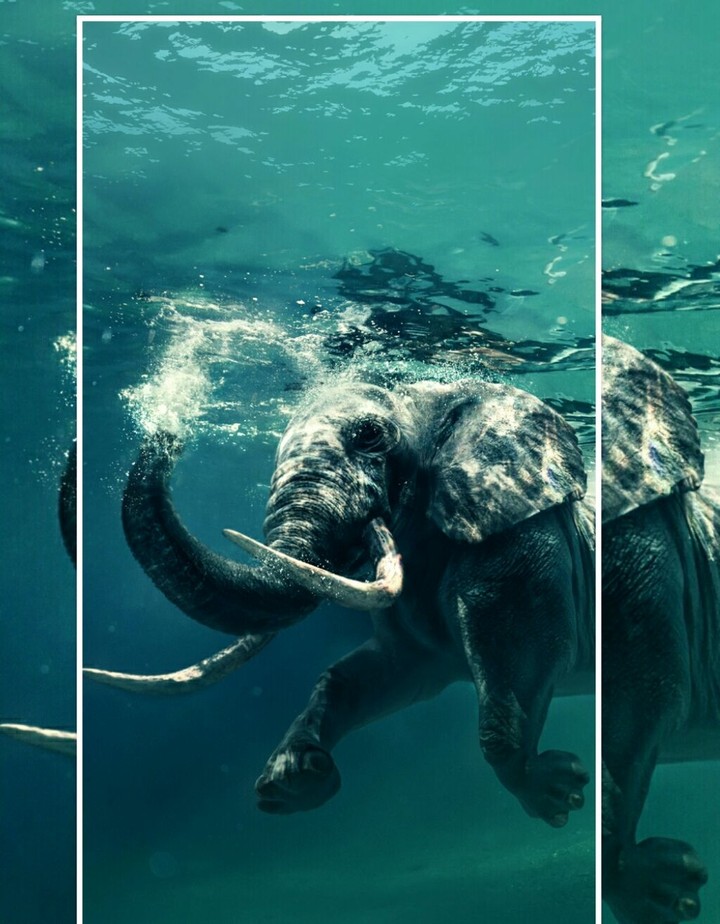 Elefante