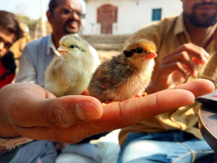 Hen