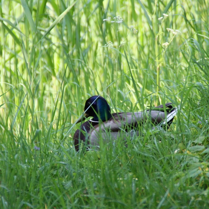 duck