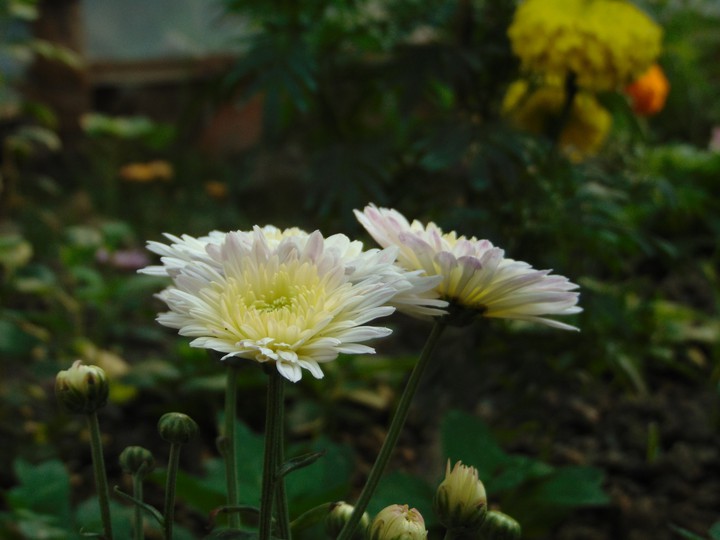 morning flower