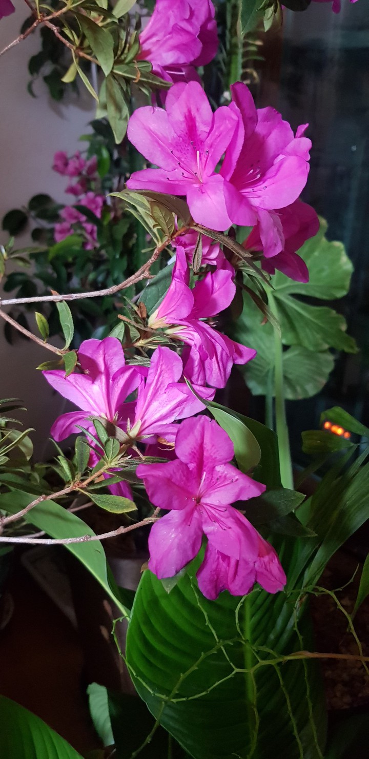 spring is coming